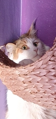 Tell me about your maine coons