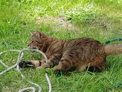 Thug Cat part 2. What, has this thing appeared again tonight?