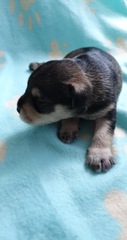 New puppy