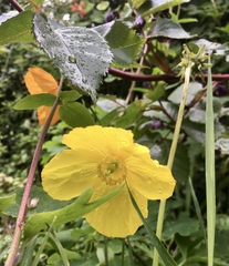 Any Witches Here? Part 11