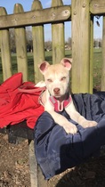 To think that puppies should be illegal?