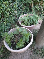 2020 new Gardeners’  thread