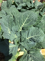 Allotment/Veg Patch Thread 15 - will winter ever end?