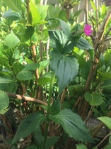 It's a weed isn't it? ID help please.