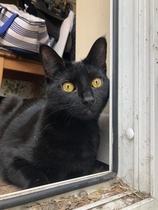 Cat/kitten photos.