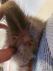 Is my kitten a boy or a girl?