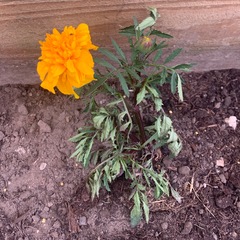 New gardener - what am I doing wrong?