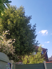 My neighbours Holly tree...advice please!