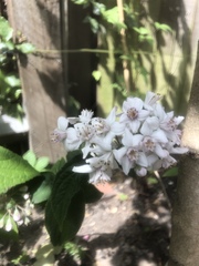 A plant ID please