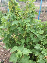 Allotment/Veg Patch Thread 15 - will winter ever end?