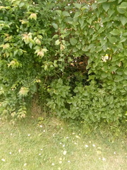 Neighbours send rottweiler out when my asd child plays!