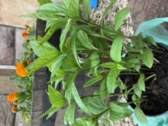 Novice gardener-what is this plant.