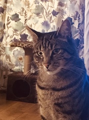 To really not understand why people are OK with cats