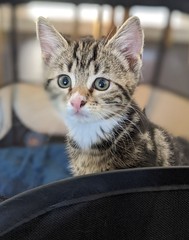Pregnant cat