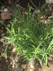 Can i save this lavender?