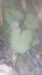 Plant id