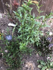 Sweet William or Weed