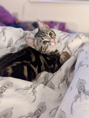 Cat/kitten photos.