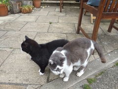 Captain V and Paws, rulers of the world