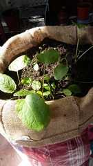 Are plants saving your life right now?