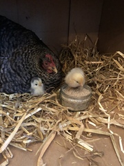 The chicks are hatching!!