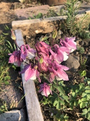 Moving aqueligia (granny's bonnets)