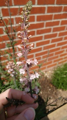 Plant ID please