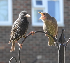Help. My neighbours seem to be feeding 5000 starlings