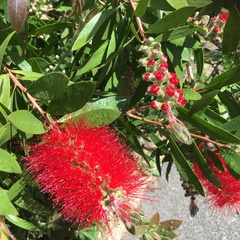 What is this - a red hebe?