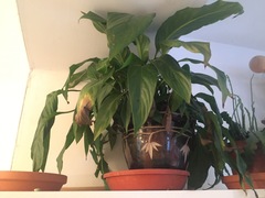 Thread for really fucking ugly houseplants