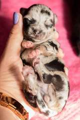 To think that puppies should be illegal?