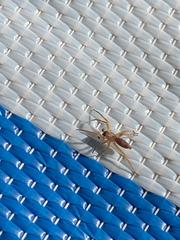 AIBU to ask what spider this is?