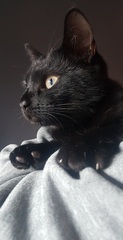 Cat/kitten photos.