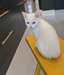 Switching kitten food to Hills
