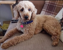 Did I buy a puppy farm pup?