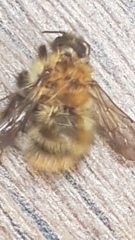 Anyone good with identifying bees?
