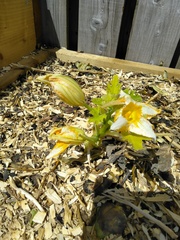 Allotment/Veg Patch Thread 15 - will winter ever end?