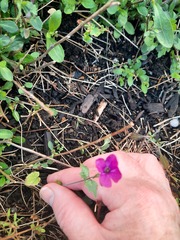 Plant ID please