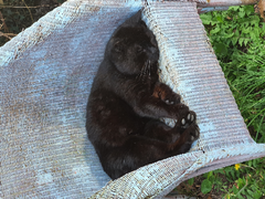 Cat/kitten photos.