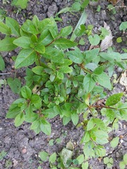 Guess the plant...I cant remember what I planted!