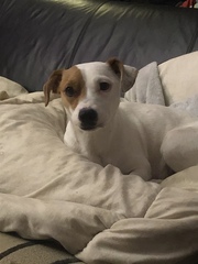 To think that puppies should be illegal?