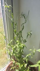 Could anyone identify my plants..allspice or cardomum?
