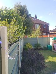 My neighbours Holly tree...advice please!