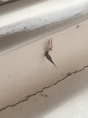 Do spiders eat other spiders? (Warning: picture of small spiders)