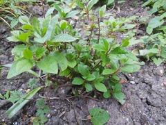 Guess the plant...I cant remember what I planted!