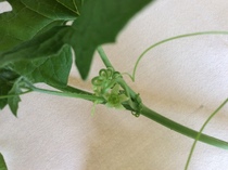 Does anyone know what this is please?