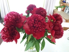 Peonies