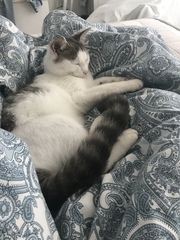 To really not understand why people are OK with cats