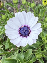 New to gardening, what’s going on in my little garden today.