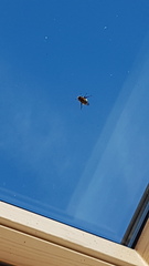 Anyone good with identifying bees?